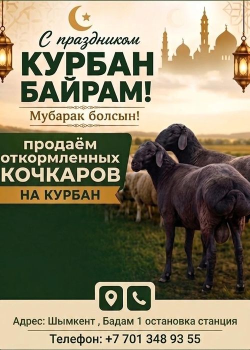 Продам кочкаров на құрбан айт