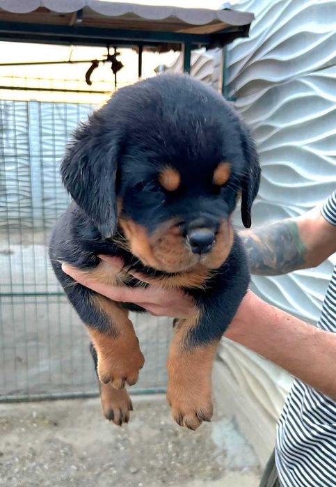 Pui Rottweiler cu pedigree