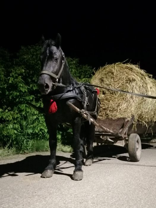 Vând mânz 2 ani si 2 luni