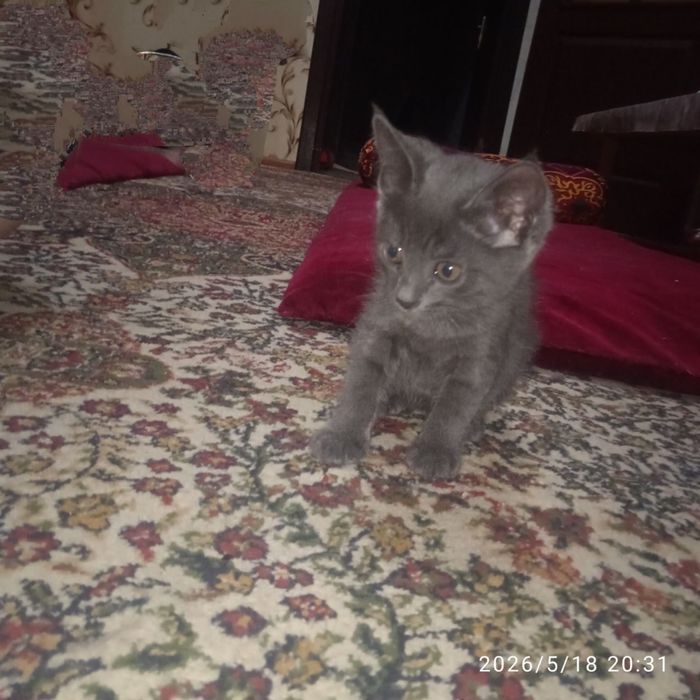 Отдаем котенков в хорошие руки