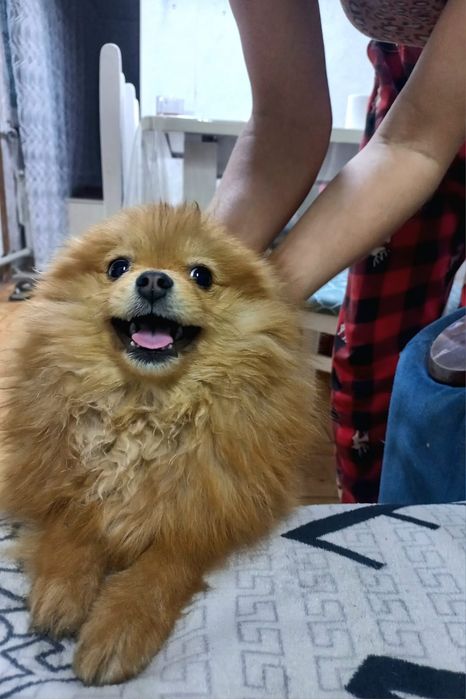 Продам шпица 2 мальчика