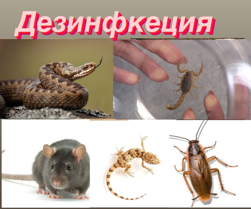 Дезинфекция илон клопа таракан каламуш 24/7