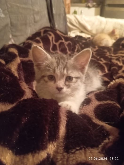 Очаровашки котятки
