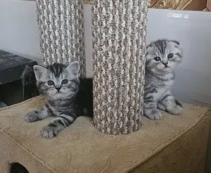 Шотландская скоттиш страйт и фолд