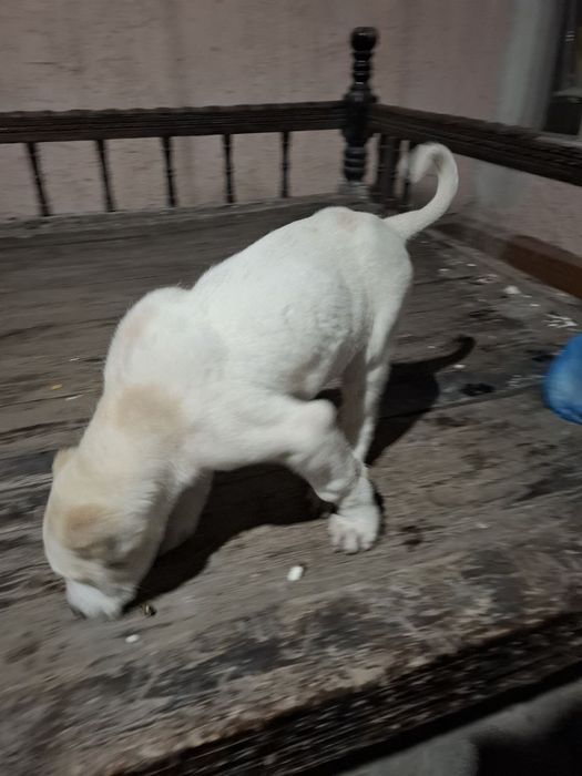 Toza zotli Alabay Buxoroda davrada yutib yuborgan itni bolasi