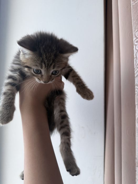 котята породестые