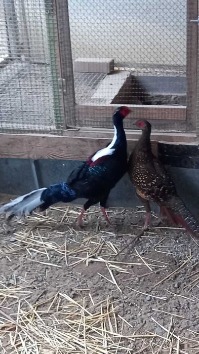 Фазаны парода Свайно