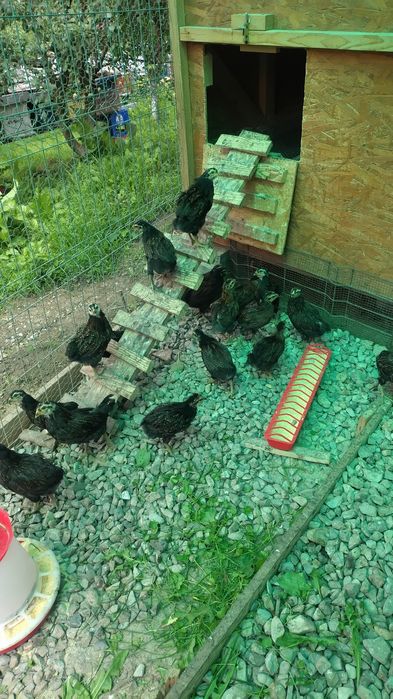 Pui de găină Araucana potârnichiu sălbatic.