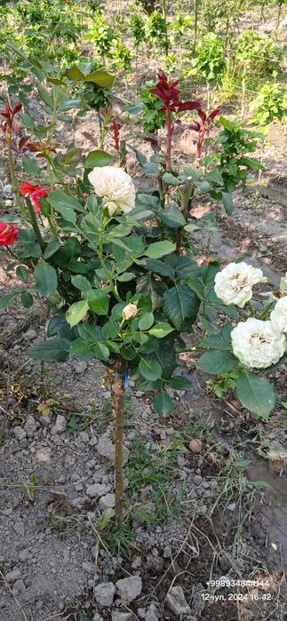 Штамп атиргул дарахт кучатлари оптом сотилади дехкончилик