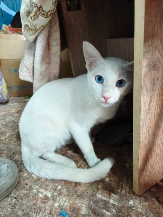 Молодой котик ищет хозяев