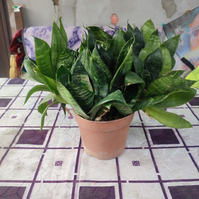 Комнатные цветы растения