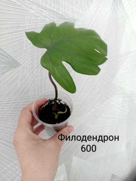 Продам комнатные цветы