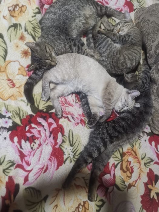 Отдам котят в добрые руки
