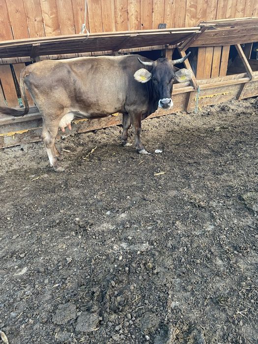 Vand vaca gestanta