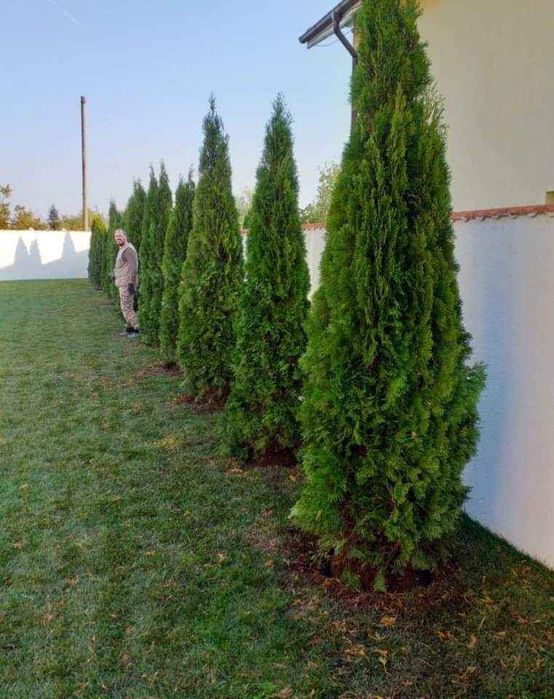Plante ornamentale și rulou de gazon, Livrare rapida oriunde în Țară