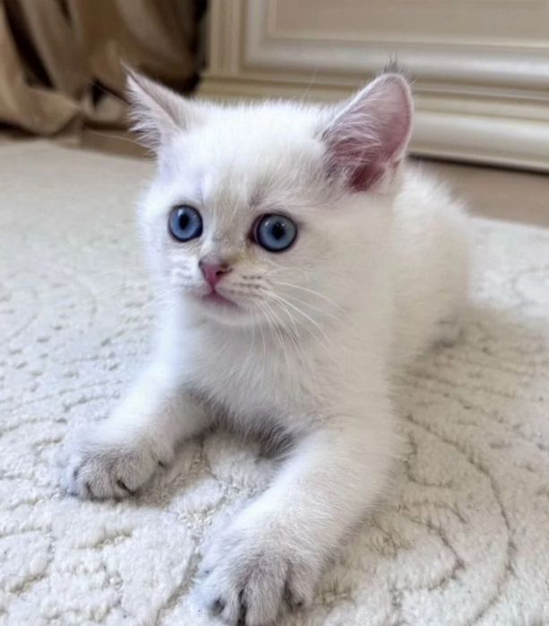 Шотландские котята шиншилла поинт