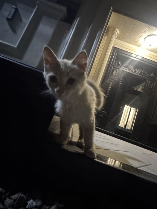Кошка отдам на хорошие руки