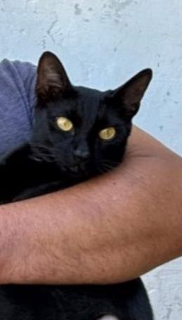 Котенок маленький