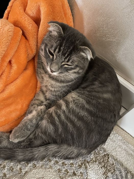 Британские веслухоте породистые 5 месяцев