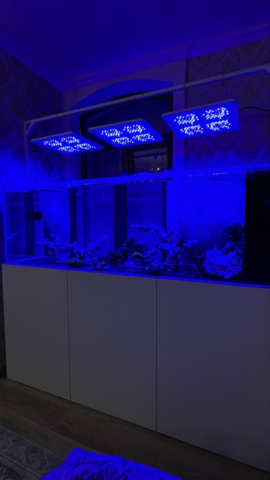 Dengiz akvariumlari