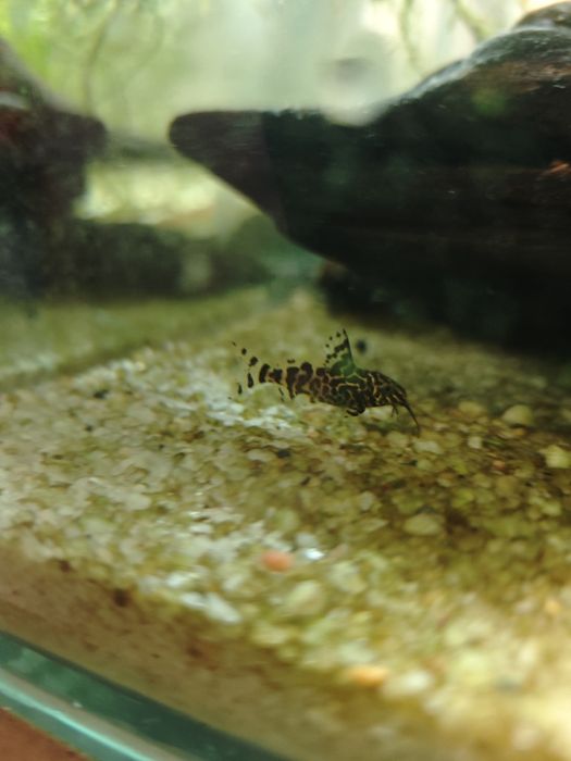 coridoris baliq baliqlar akvarium baliqlari р рыби аквариумные рыбки