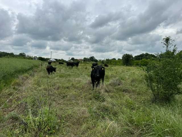 Vaci , vitei , juninci Aberdeen Angus