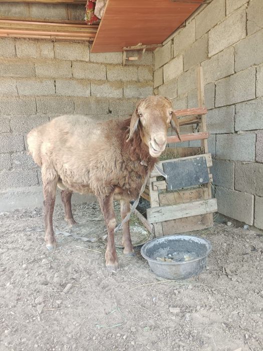 Кошкар кой сатылады