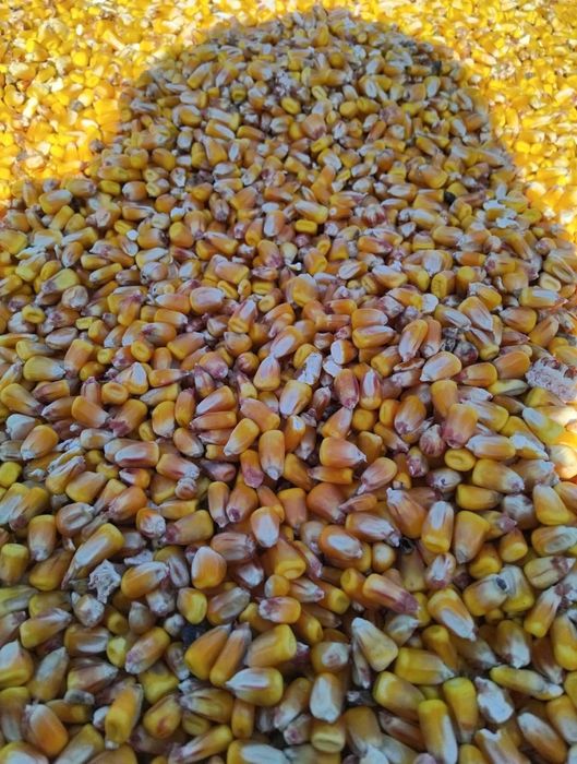 De vânzare 10 tone de porumb
