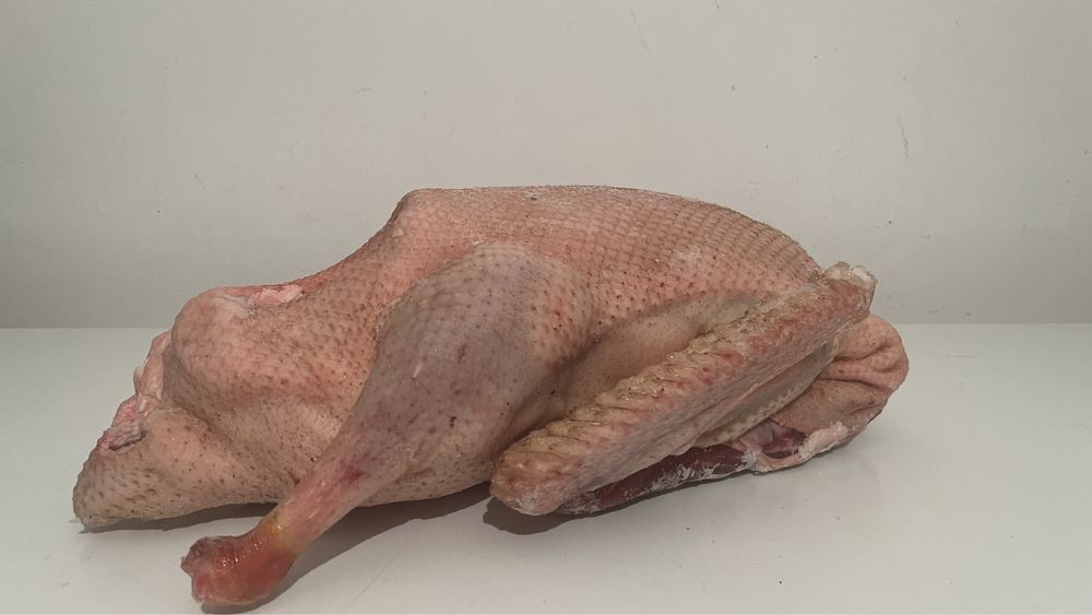 Гусь домашний