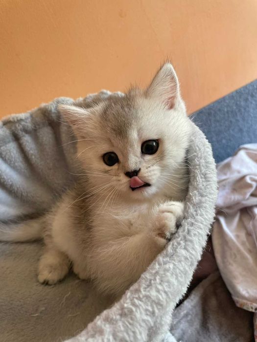 Продавам британски котки