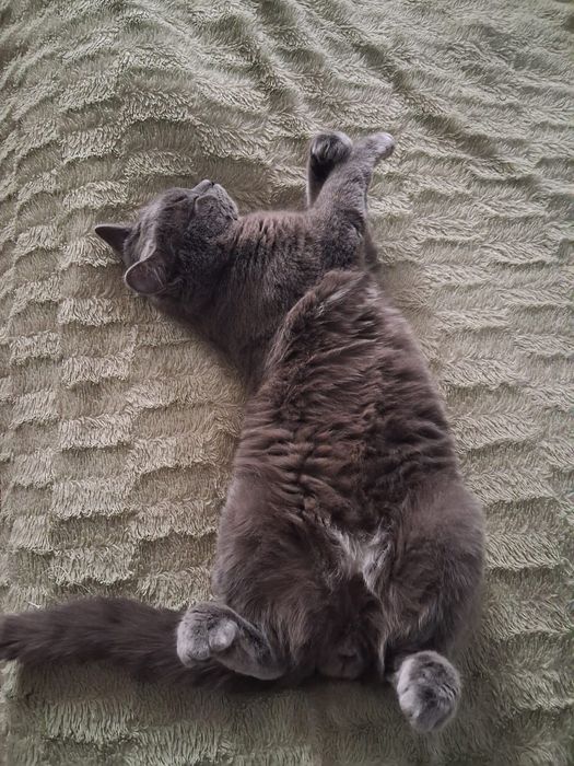 Отдам кота даром