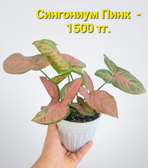 Сингониум- комнатные растения