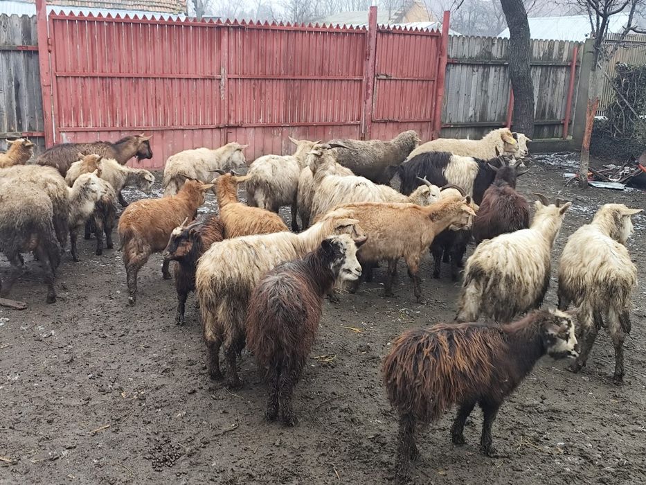 Vând 14 capre și 11 ieduțe