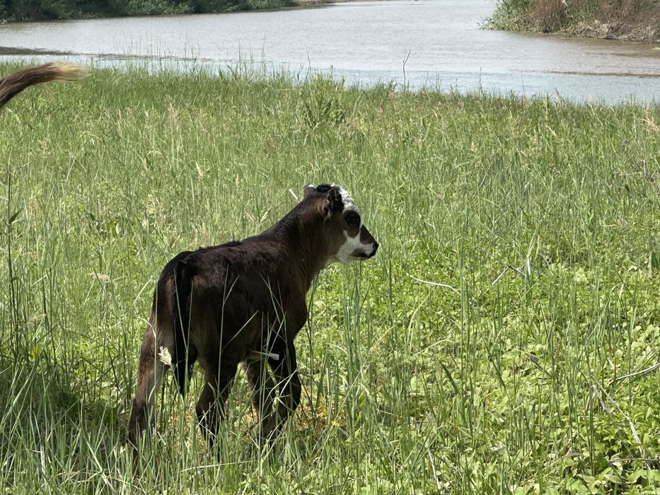 Земля сенокос пашня сено кх