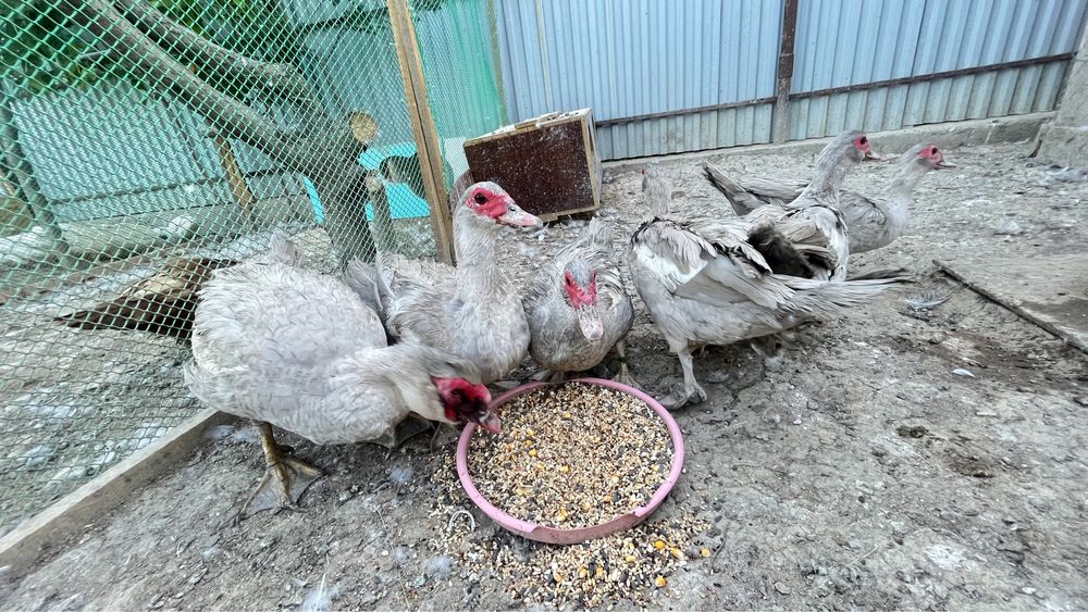 Мусксный утка Индаутка