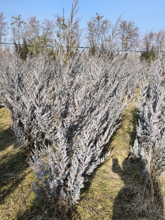 Можжевельник Moonglow голубой