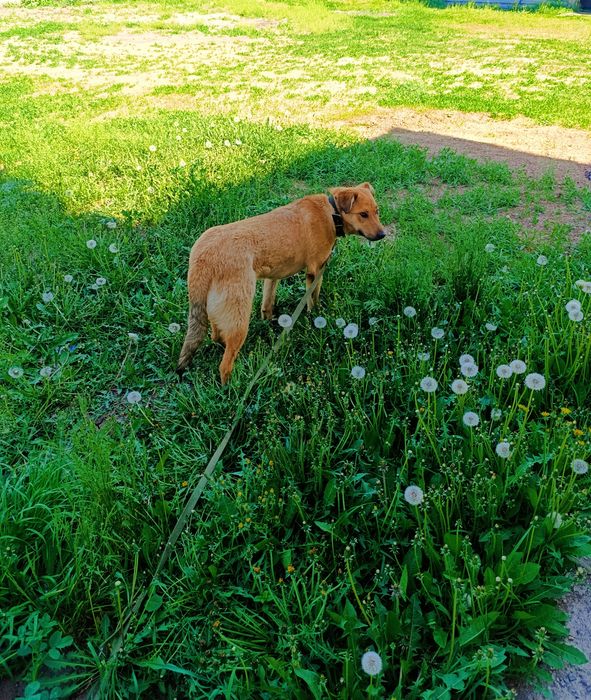 Собака щенок в добрые руки