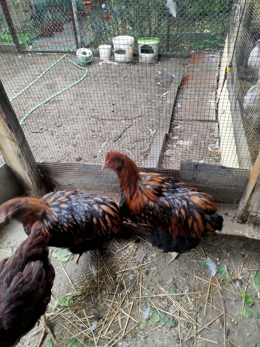 Vanzare pasari orpigton auriu