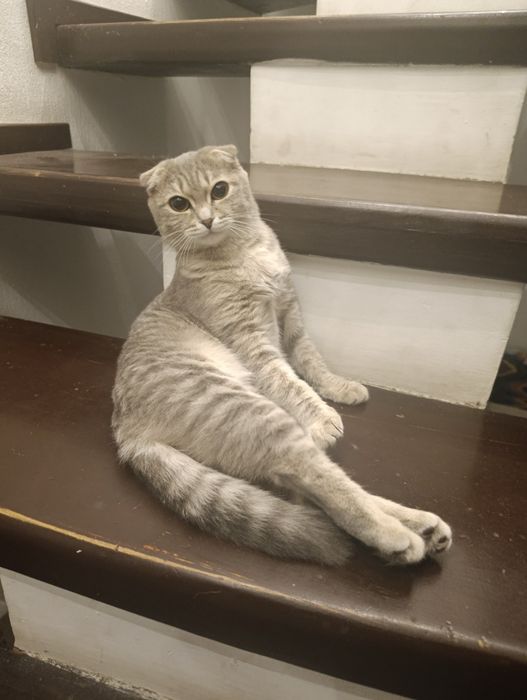 Кошка вислоухие девочка