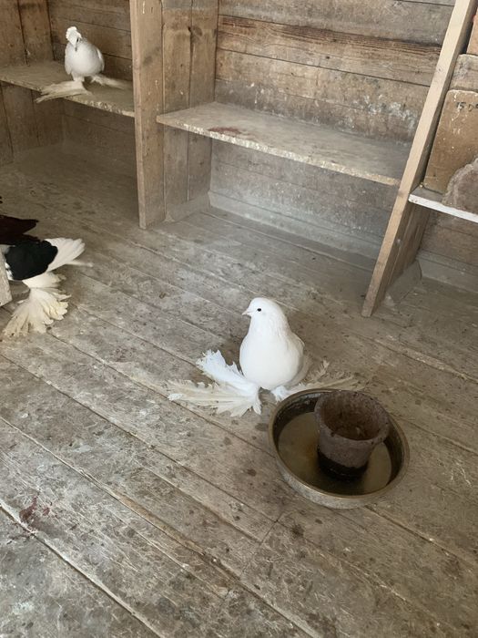 Продаю голубей Персы