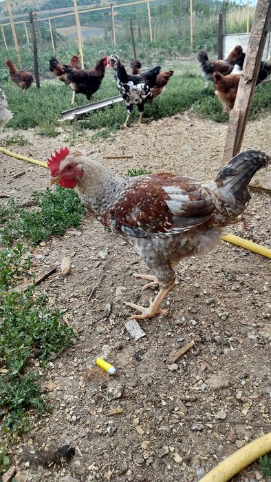 Cocoși tineri disponibili