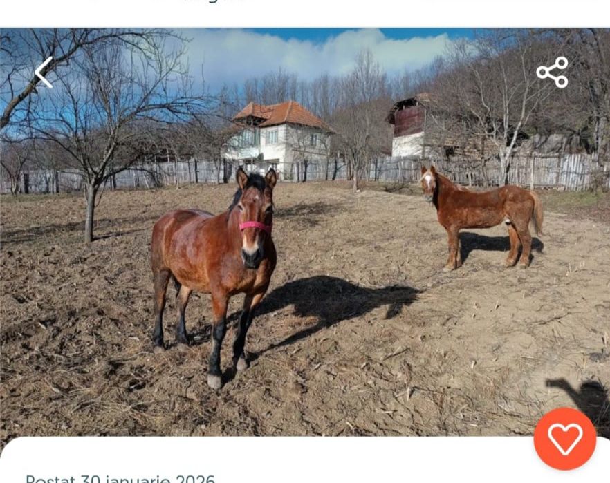 Cai de vânzare buzau