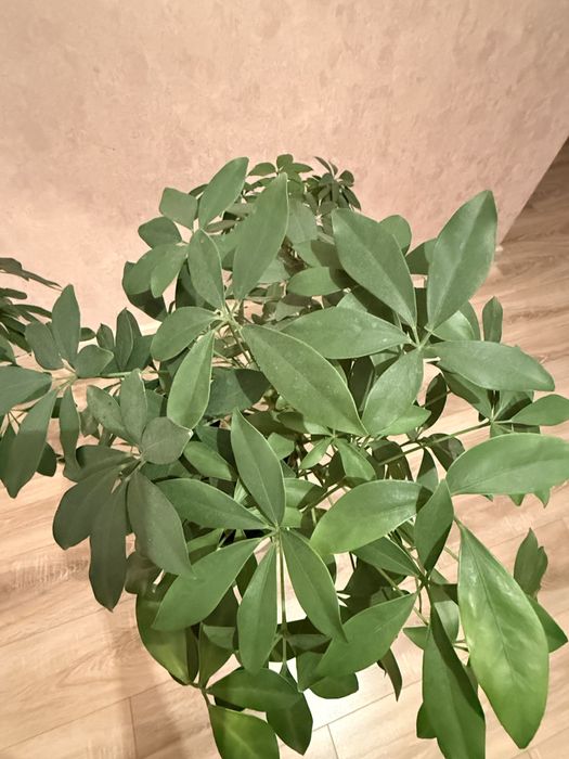 Продам шефлеру 3 ветки