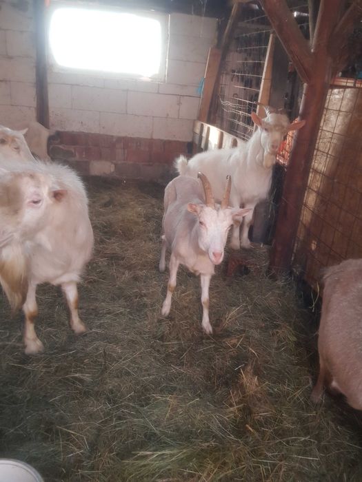 Vand capre foarte bune