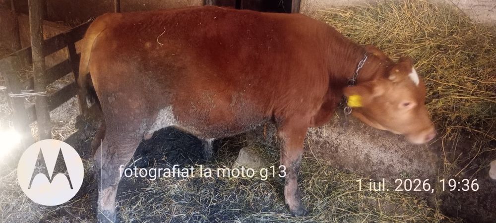 Vițel mascul de vânzare