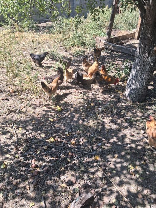 Продам домашних кур