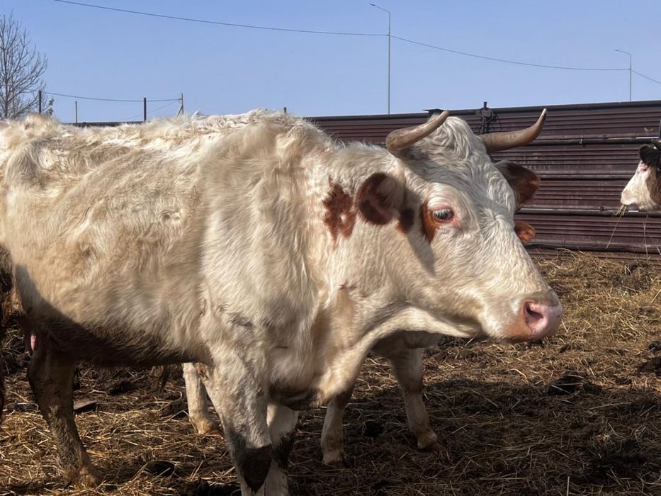 Продам коров с телятами