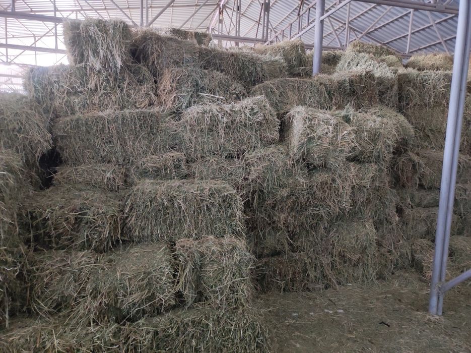 Таза жоңышқа бағасы 1900