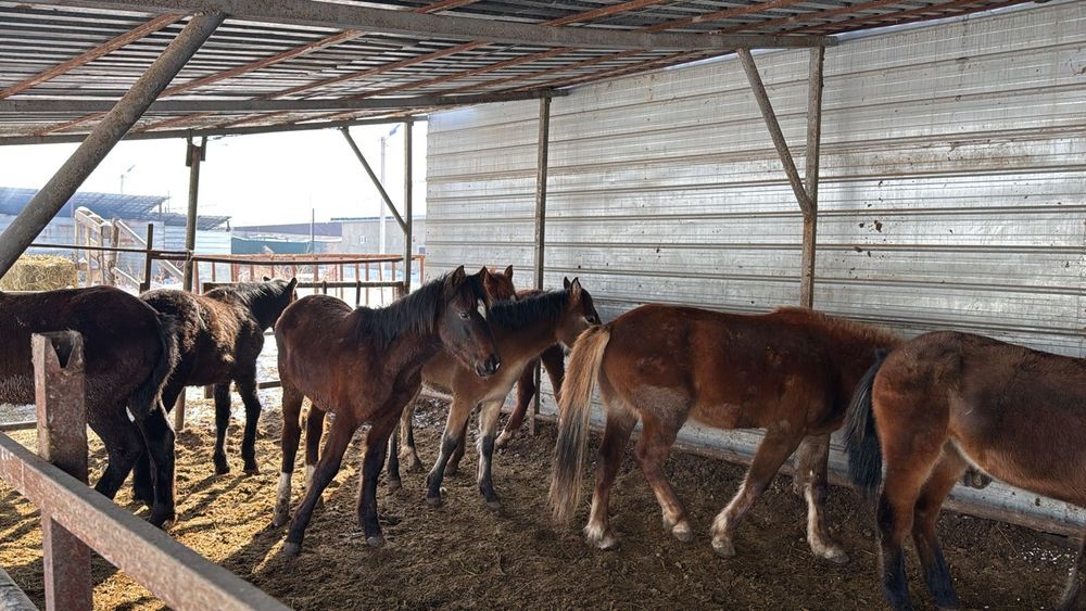 Лошади,Тай,Кунан,Донен.