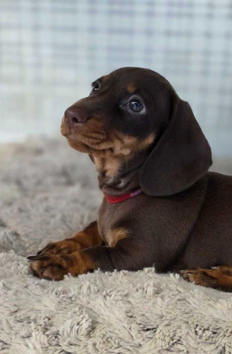 Кученца от миниатюрна късокосместа такса